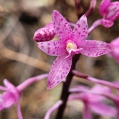 Dipodium roseum at Bigga, NSW - 8 Jan 2022