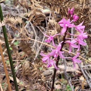 Dipodium roseum at Bigga, NSW - 8 Jan 2022