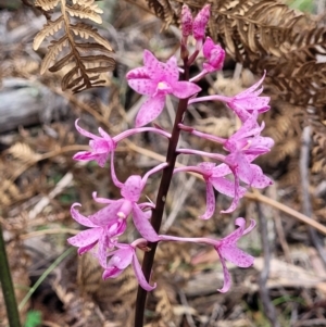 Dipodium roseum at Bigga, NSW - 8 Jan 2022