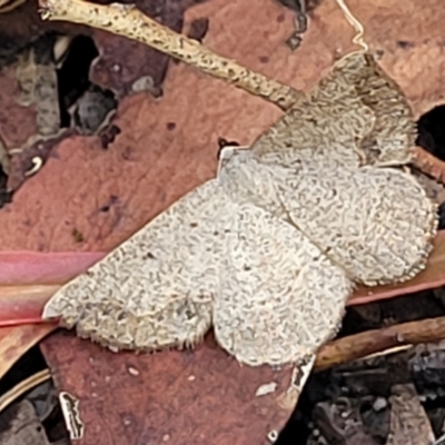 Taxeotis intextata (Looper Moth, Grey Taxeotis) at Keverstone National Park - 8 Jan 2022 by trevorpreston