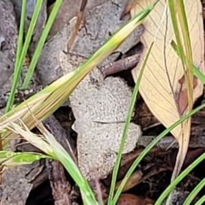 Taxeotis intextata at Bigga, NSW - 8 Jan 2022 12:57 PM