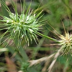 Echinopogon (genus) (Hedgehog Grass) at Bigga, NSW - 8 Jan 2022 by trevorpreston
