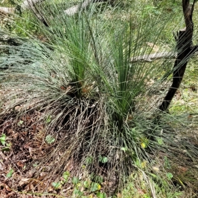 Xanthorrhoea sp. (Grass Tree) at Bigga, NSW - 8 Jan 2022 by tpreston
