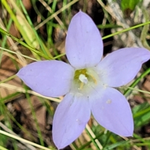 Wahlenbergia sp. at Bigga, NSW - 8 Jan 2022