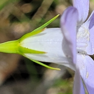 Wahlenbergia sp. at Bigga, NSW - 8 Jan 2022