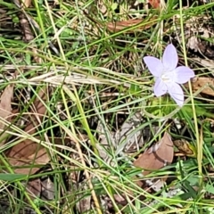 Wahlenbergia sp. at Bigga, NSW - 8 Jan 2022