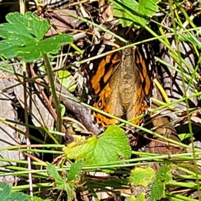 Vanessa kershawi (Australian Painted Lady) at Keverstone National Park - 8 Jan 2022 by trevorpreston