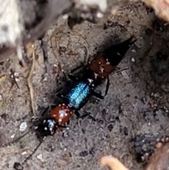 Paederus sp. (genus) (Whiplash rove beetle) at Keverstone National Park - 8 Jan 2022 by trevorpreston