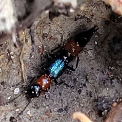 Paederus sp. (genus) (Whiplash rove beetle) at Keverstone National Park - 8 Jan 2022 by trevorpreston