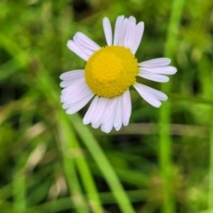 Calotis anthemoides at Bigga, NSW - 8 Jan 2022