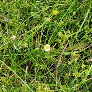 Calotis anthemoides at Bigga, NSW - 8 Jan 2022