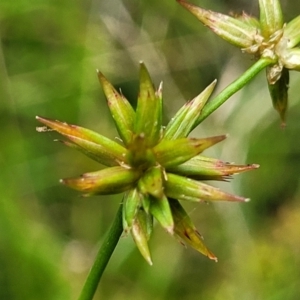 Juncus fockei at Bigga, NSW - 8 Jan 2022