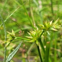 Juncus fockei at Bigga, NSW - 8 Jan 2022