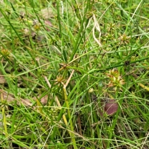 Juncus fockei at Bigga, NSW - 8 Jan 2022