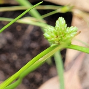 Isolepis gaudichaudiana at Bigga, NSW - 8 Jan 2022