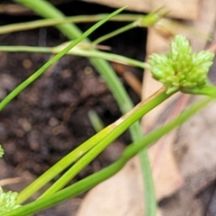 Isolepis gaudichaudiana at Bigga, NSW - 8 Jan 2022