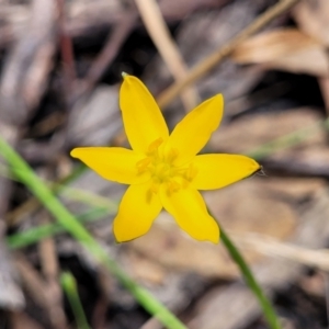 Hypoxis sp. at Bigga, NSW - 8 Jan 2022