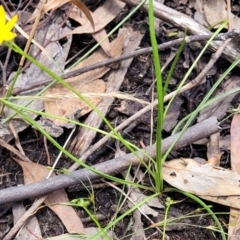 Hypoxis sp. at Bigga, NSW - 8 Jan 2022