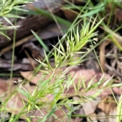 Vulpia sp. (A Squirreltail Fescue) at Keverstone National Park - 8 Jan 2022 by trevorpreston