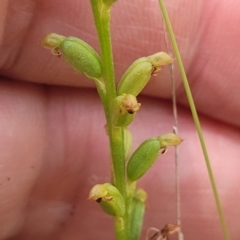 Microtis sp. (Onion Orchid) at Bigga, NSW - 8 Jan 2022 by trevorpreston