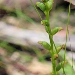 Microtis sp. at Bigga, NSW - 8 Jan 2022