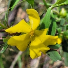 Hibbertia obtusifolia (Grey Guinea-flower) at Keverstone National Park - 8 Jan 2022 by trevorpreston