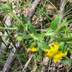 Hibbertia obtusifolia at Bigga, NSW - 8 Jan 2022 12:36 PM