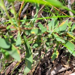 Hibbertia obtusifolia at Bigga, NSW - 8 Jan 2022 12:36 PM