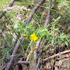 Hibbertia obtusifolia at Bigga, NSW - 8 Jan 2022 12:36 PM