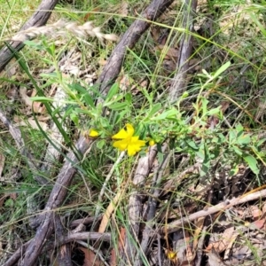 Hibbertia obtusifolia at Bigga, NSW - 8 Jan 2022 12:36 PM