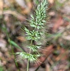 Echinopogon sp. (Hedgehog Grass) at Bigga, NSW - 8 Jan 2022 by tpreston