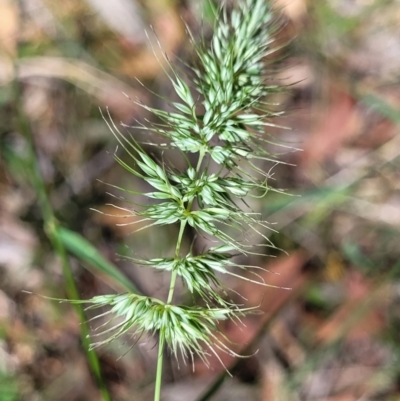 Echinopogon sp. (Hedgehog Grass) at Keverstone National Park - 8 Jan 2022 by trevorpreston