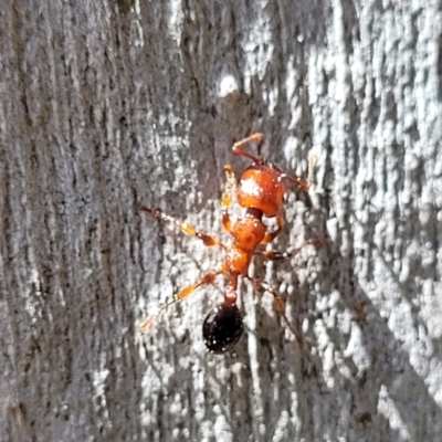 Podomyrma sp. (genus) (Muscleman Tree Ant) at Keverstone National Park - 8 Jan 2022 by trevorpreston