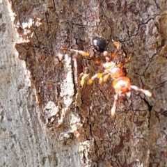 Podomyrma sp. (genus) at Bigga, NSW - 8 Jan 2022