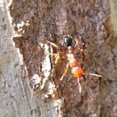 Podomyrma sp. (genus) at Bigga, NSW - 8 Jan 2022