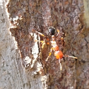 Podomyrma sp. (genus) at Bigga, NSW - 8 Jan 2022