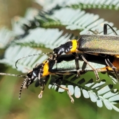 Chauliognathus lugubris (Plague Soldier Beetle) at Keverstone National Park - 8 Jan 2022 by trevorpreston