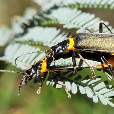 Chauliognathus lugubris (Plague Soldier Beetle) at Keverstone National Park - 8 Jan 2022 by trevorpreston