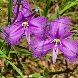 Thysanotus tuberosus at Bigga, NSW - 8 Jan 2022 12:26 PM