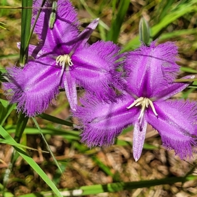 Thysanotus tuberosus (Common Fringe-lily) at Keverstone National Park - 8 Jan 2022 by trevorpreston