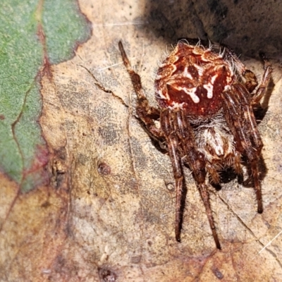 Backobourkia sp. (genus) (An orb weaver) at Bigga, NSW - 8 Jan 2022 by trevorpreston