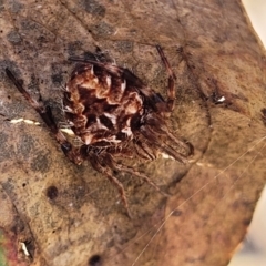 Backobourkia sp. (genus) at Bigga, NSW - 8 Jan 2022 12:24 PM