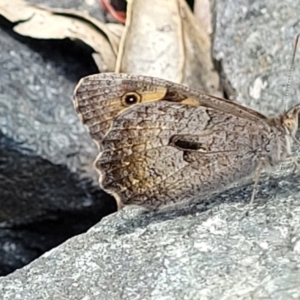 Geitoneura klugii at Crooked Corner, NSW - 8 Jan 2022