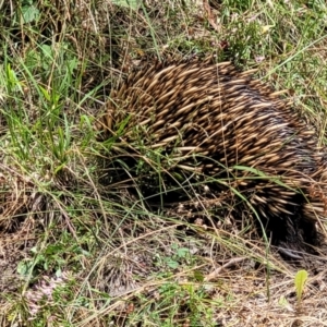 Tachyglossus aculeatus at Crooked Corner, NSW - 8 Jan 2022