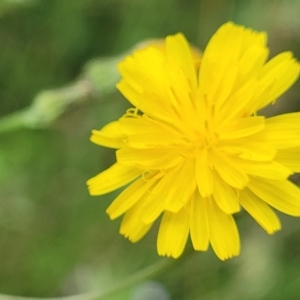 Crepis capillaris at Crooked Corner, NSW - 8 Jan 2022 11:49 AM