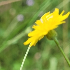 Crepis capillaris at Crooked Corner, NSW - 8 Jan 2022 11:49 AM