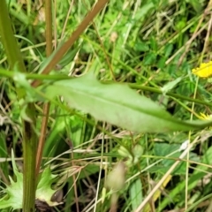 Crepis capillaris at Crooked Corner, NSW - 8 Jan 2022 11:49 AM