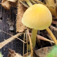 Unidentified Cap on a stem; gills below cap [mushrooms or mushroom-like] at Crooked Corner, NSW - 8 Jan 2022 by trevorpreston