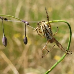 Plebs bradleyi (Enamelled spider) at Crooked Corner, NSW - 8 Jan 2022 by trevorpreston