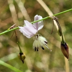 Arthropodium milleflorum (Vanilla Lily) at Crooked Corner, NSW - 8 Jan 2022 by tpreston